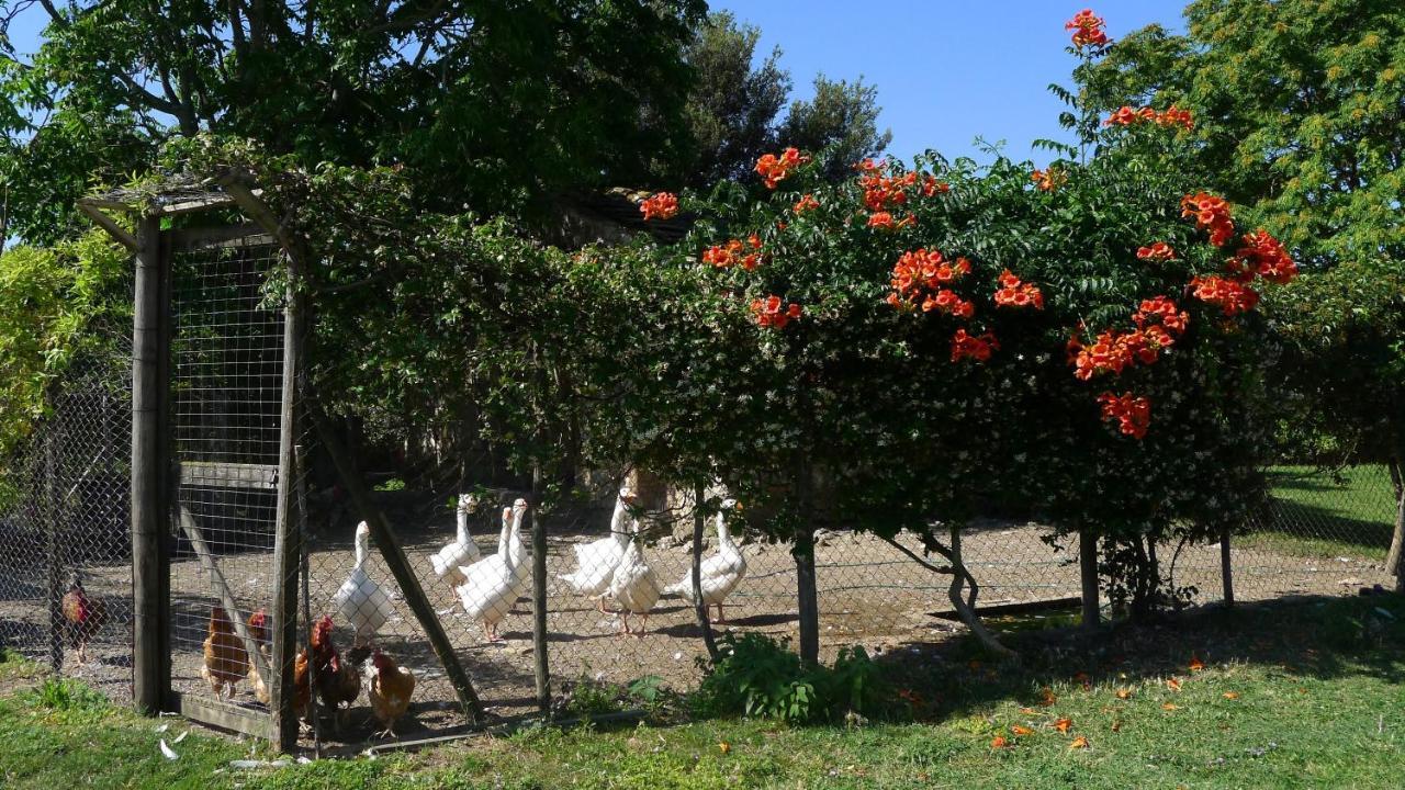 Agriturismo Podere Luchiano أميليا المظهر الخارجي الصورة