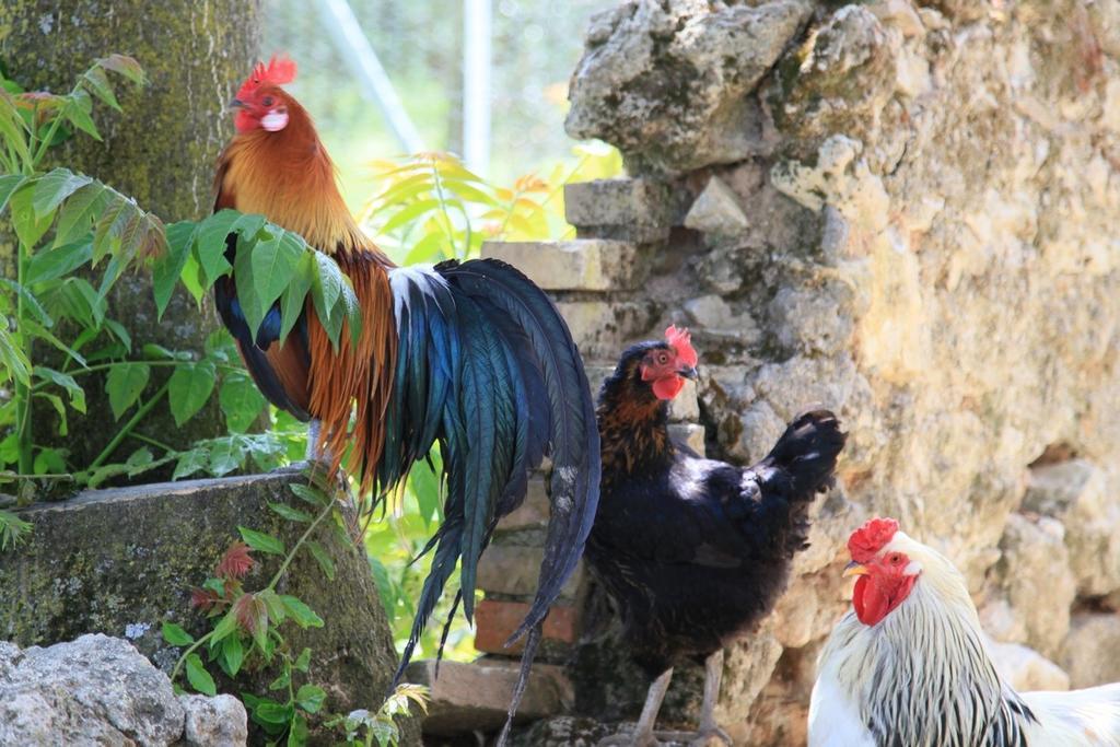Agriturismo Podere Luchiano أميليا المظهر الخارجي الصورة