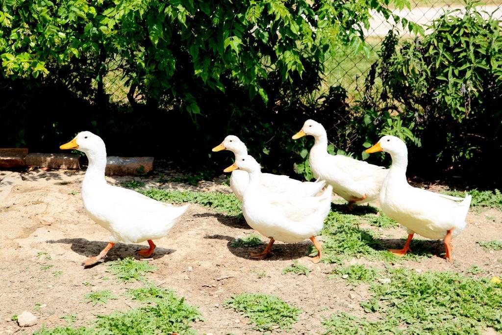 Agriturismo Podere Luchiano أميليا المظهر الخارجي الصورة