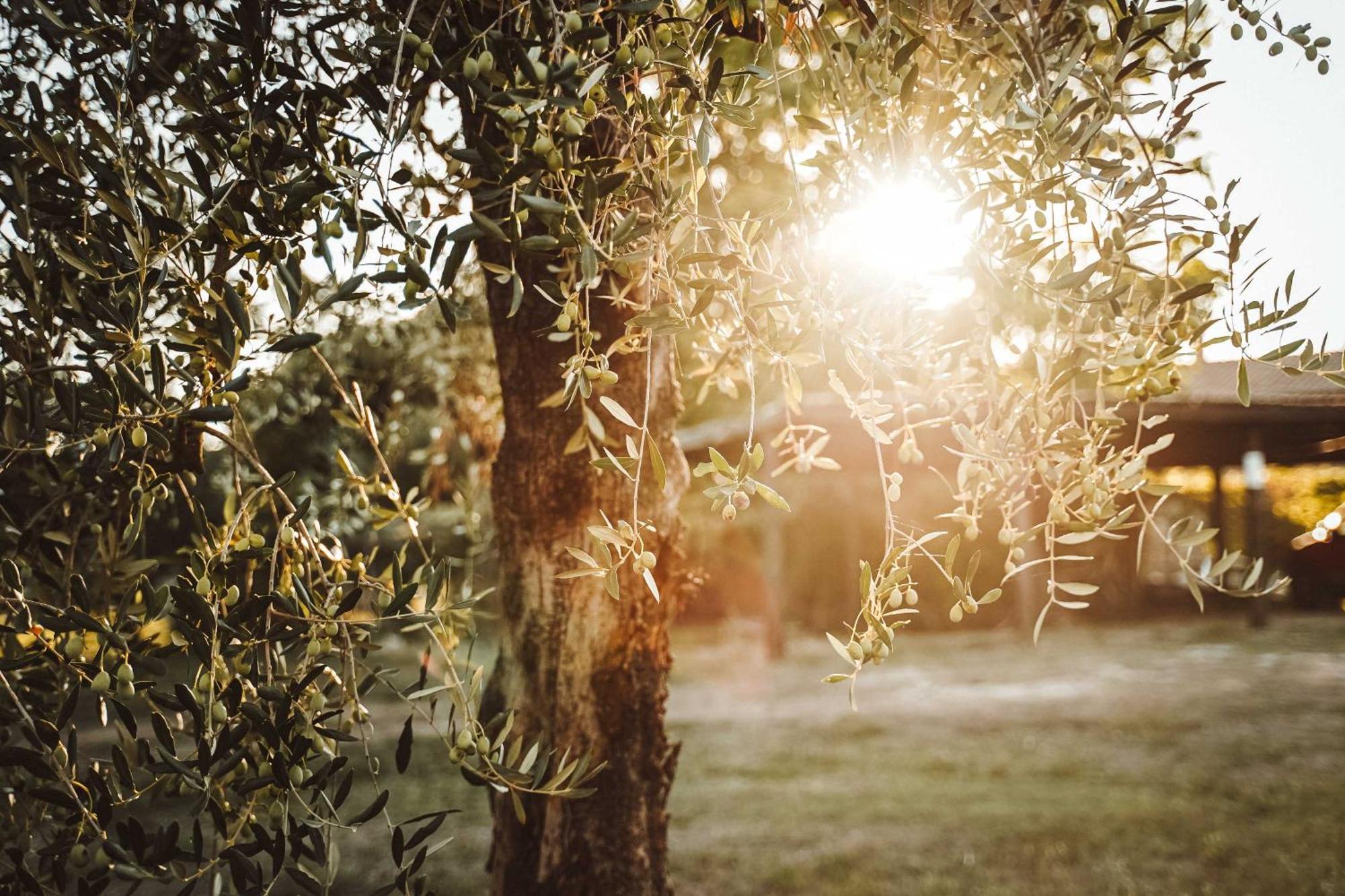 Agriturismo Podere Luchiano أميليا المظهر الخارجي الصورة